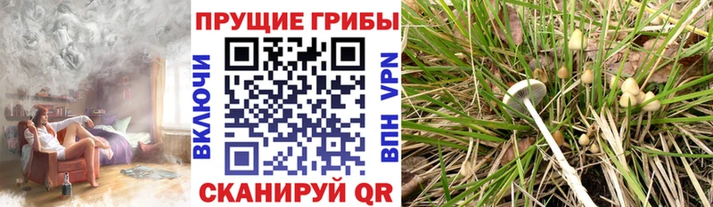 Галлюциногенные грибы Psilocybe  Волжский 